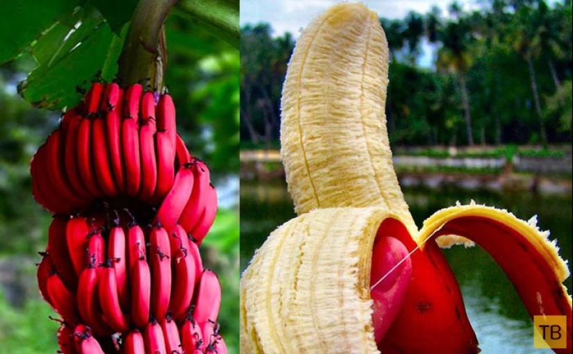 Top 10 Most rare and unusual varieties of bananas