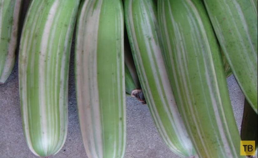 Top 10 Most rare and unusual varieties of bananas