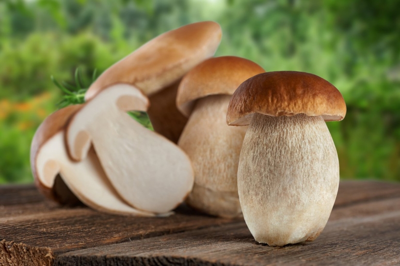 Top 10 Mushrooms: Kings of the Forest