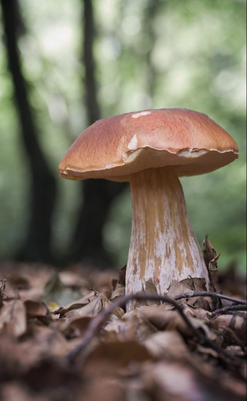 Top 10 Mushrooms: Kings of the Forest