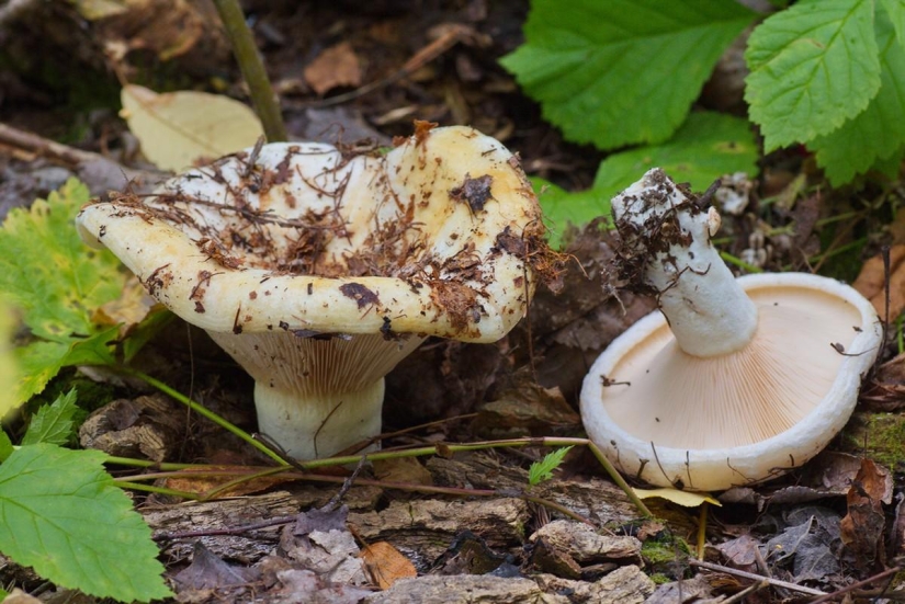 Top 10 Mushrooms: Kings of the Forest