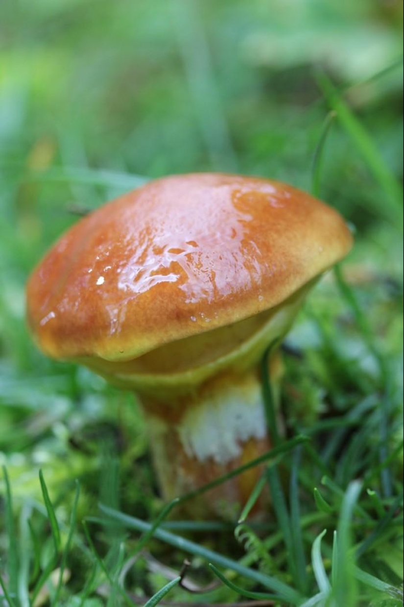 Top 10 Mushrooms: Kings of the Forest