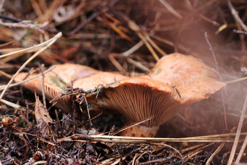 Top 10 Mushrooms: Kings of the Forest