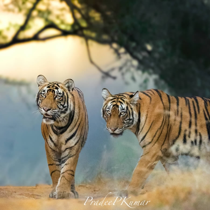 Top 10 Must-Visit Wildlife Photography Destinations in India