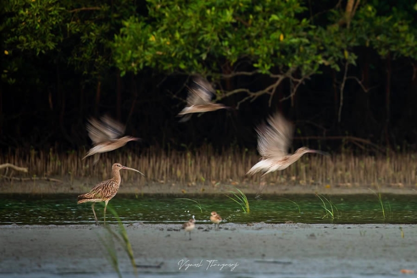 Top 10 Must-Visit Wildlife Photography Destinations in India