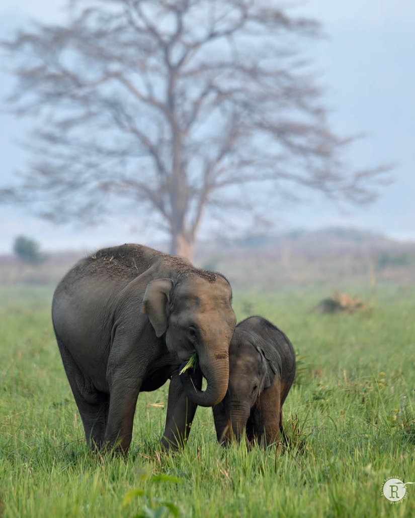 Top 10 Must-Visit Wildlife Photography Destinations in India