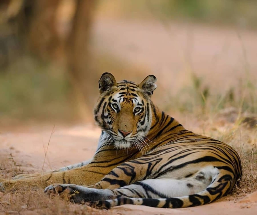 Top 10 Must-Visit Wildlife Photography Destinations in India