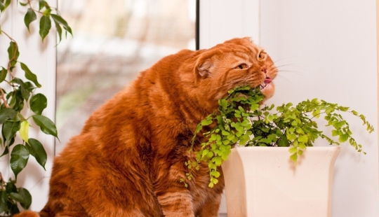 Top 10 plantas peligrosas para mascotas