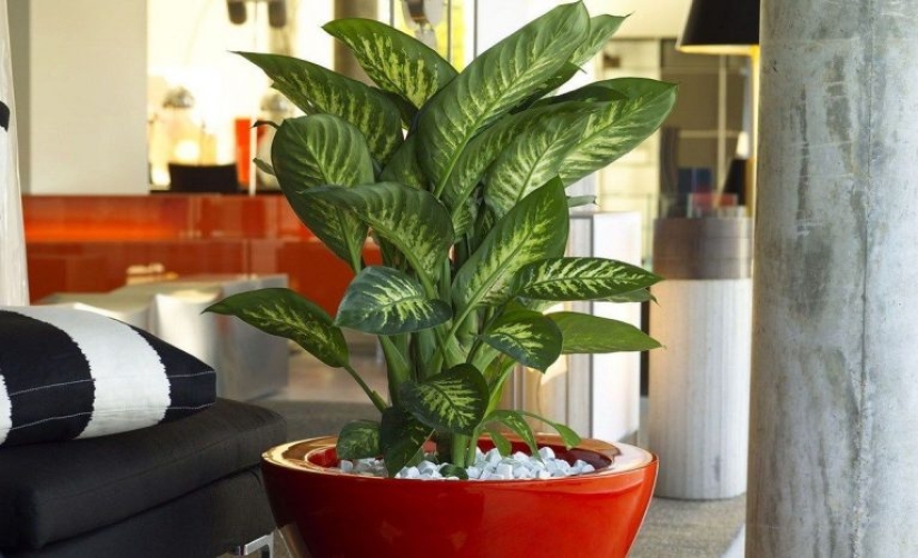 Top 10 plantas peligrosas para mascotas