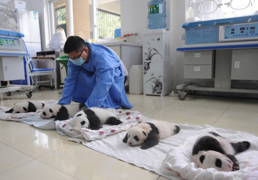 Touching sight: cute little panda bears in baskets