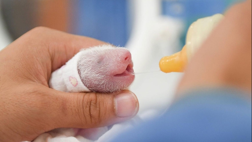 Touching sight: cute little panda bears in baskets