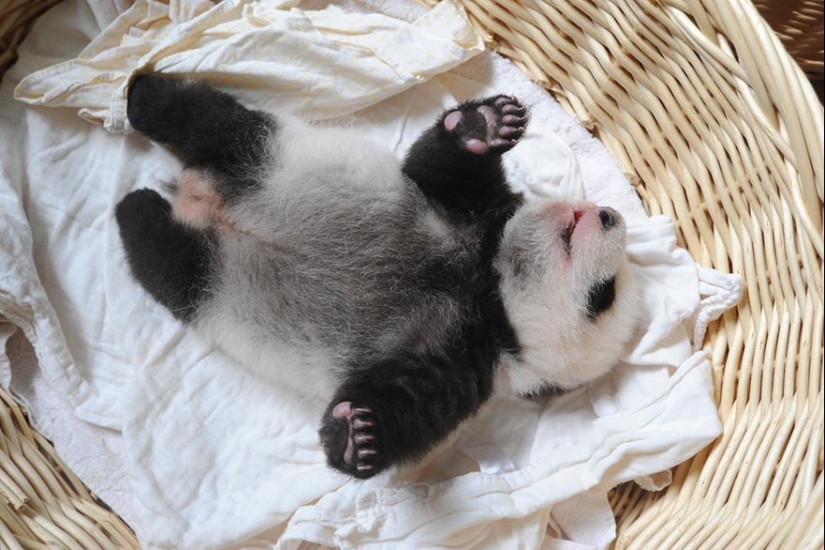 Touching sight: cute little panda bears in baskets