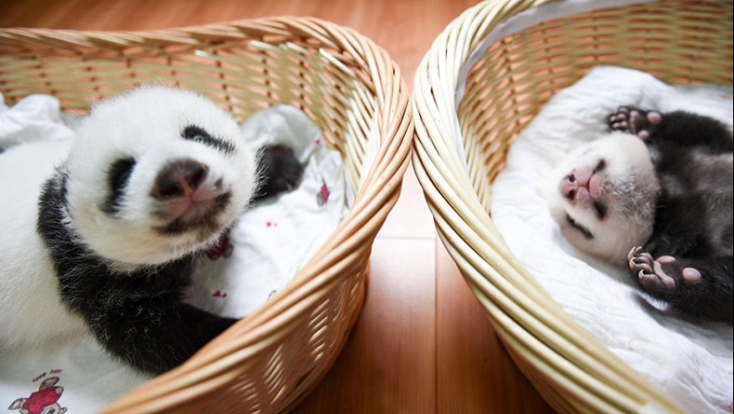 Touching sight: cute little panda bears in baskets