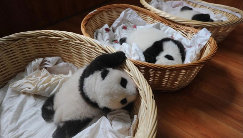 Touching sight: cute little panda bears in baskets