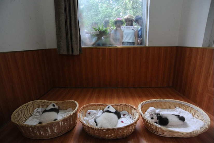 Touching sight: cute little panda bears in baskets