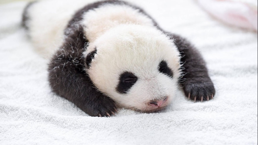 Touching sight: cute little panda bears in baskets