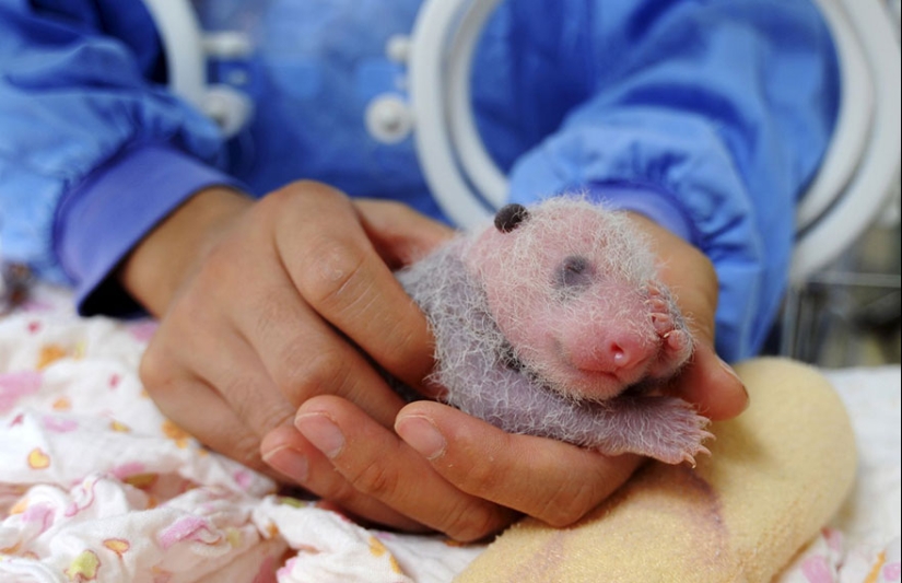 Touching sight: cute little panda bears in baskets