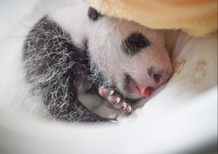 Touching sight: cute little panda bears in baskets