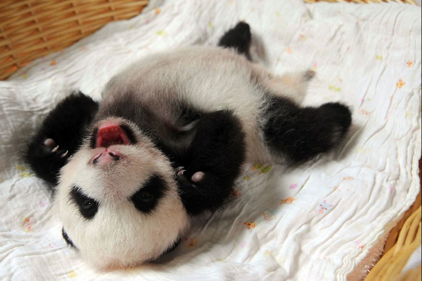 Touching sight: cute little panda bears in baskets