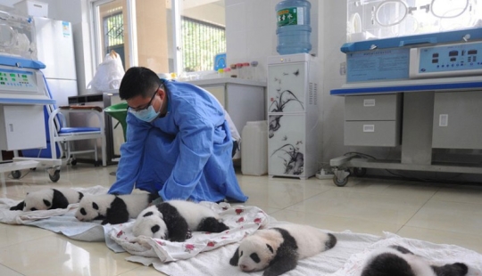 Touching sight: cute little panda bears in baskets