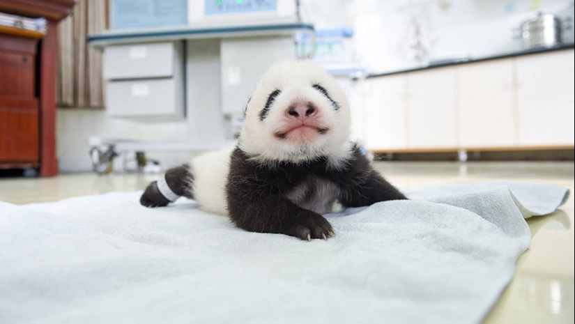 Touching sight: cute little panda bears in baskets