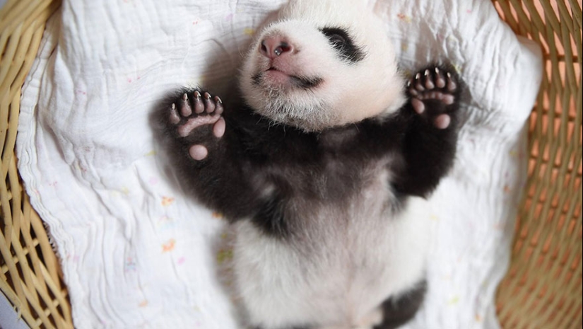 Touching sight: cute little panda bears in baskets