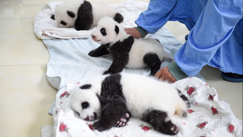 Touching sight: cute little panda bears in baskets