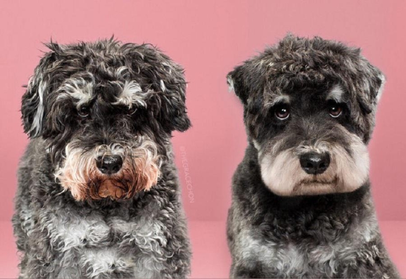 Transformación increíble: lindos perros antes y después de un corte de pelo japonés