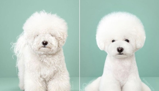 Transformación increíble: lindos perros antes y después de un corte de pelo japonés