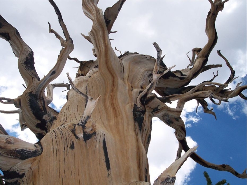Trees that time itself is afraid of: the oldest of the Bristlecone pines is more than 4.7 thousand years old