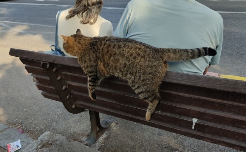 "Tu gato se rompió": 22 fotos de gatos con las que claramente hay algo mal