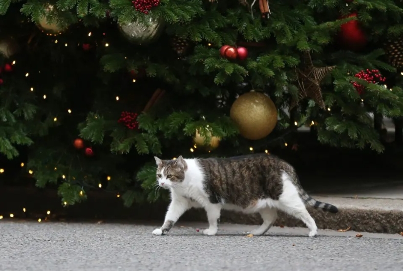 Tubo de escape - eres mi enemigo! 6 señales de que el gato te odia en silencio