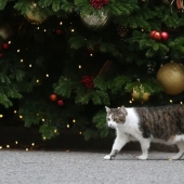 Tubo de escape - eres mi enemigo! 6 señales de que el gato te odia en silencio