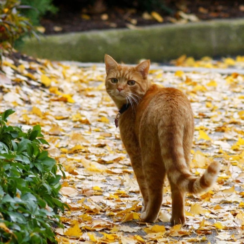 Tubo de escape - eres mi enemigo! 6 señales de que el gato te odia en silencio