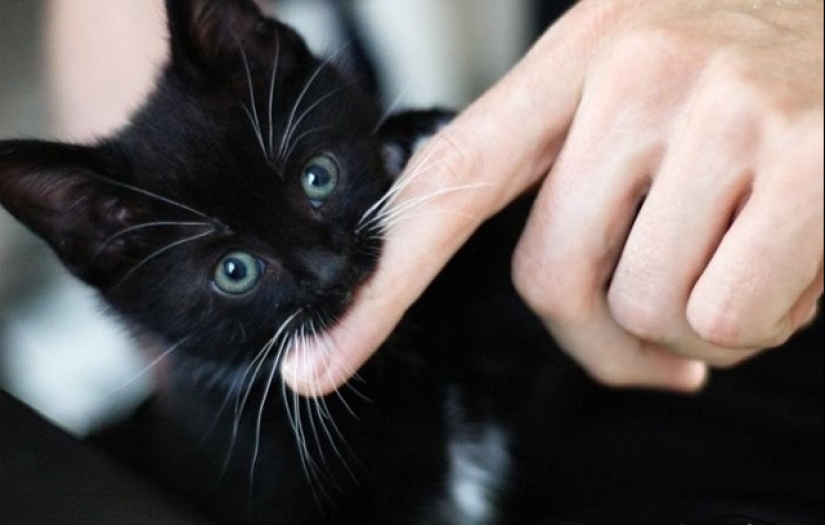 Tubo de escape - eres mi enemigo! 6 señales de que el gato te odia en silencio