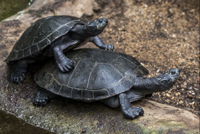 "Turtles are very loud mate. Very" and other revelations of the workers of the zoo about the animals