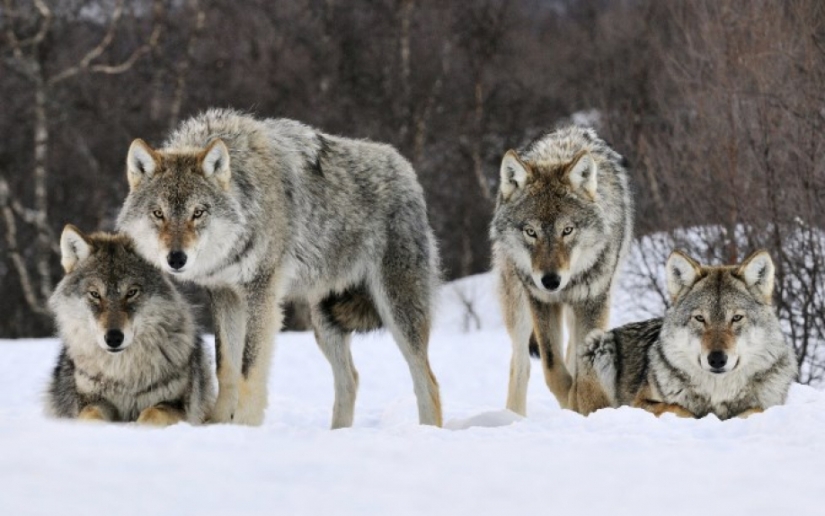 Two years in the wolf pack: how a Georgian scientist survived among wild animals