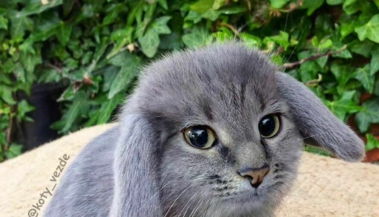 Un artista retoca caras de gato en casi todo con Photoshop y este es el resultado