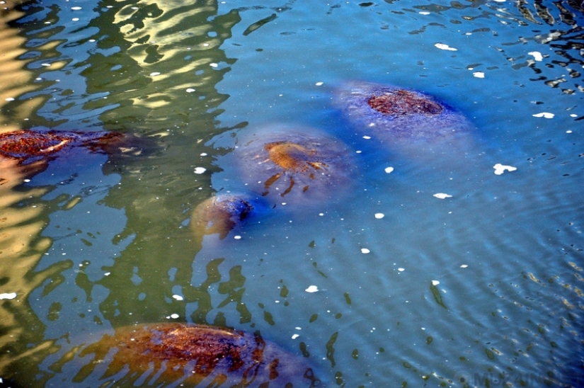 Un cuento de hadas en la realidad: 7 lugares donde puedes ver sirenas en la vida real