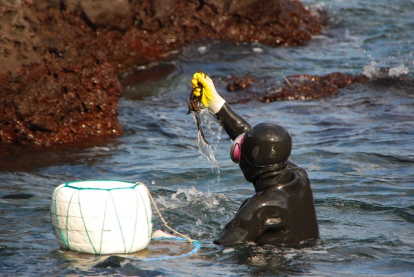 Un cuento de hadas en la realidad: 7 lugares donde puedes ver sirenas en la vida real