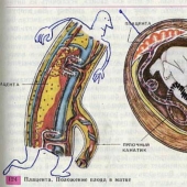 Un divertido libro de texto de biología te lleva de regreso al noveno grado