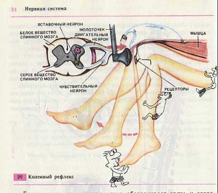 Un divertido libro de texto de biología te lleva de regreso al noveno grado