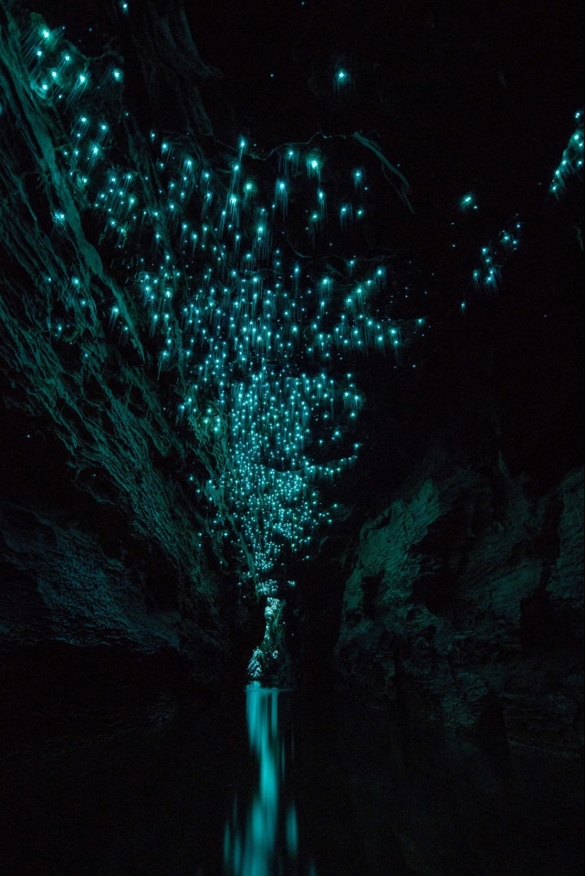 Un fotógrafo tomó un cielo estrellado de luciérnagas en una cueva de Nueva Zelanda