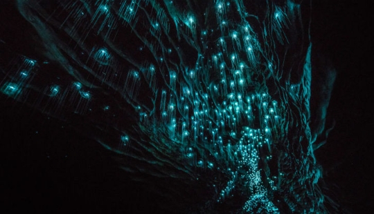 Un fotógrafo tomó un cielo estrellado de luciérnagas en una cueva de Nueva Zelanda