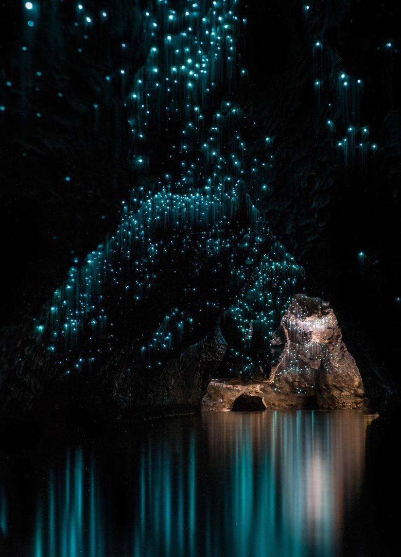 Un fotógrafo tomó un cielo estrellado de luciérnagas en una cueva de Nueva Zelanda