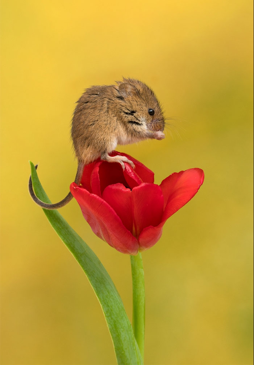 Un fotógrafo tomó una foto de ratones bebé escondidos en tulipanes, y no podemos dejar de mirarlos