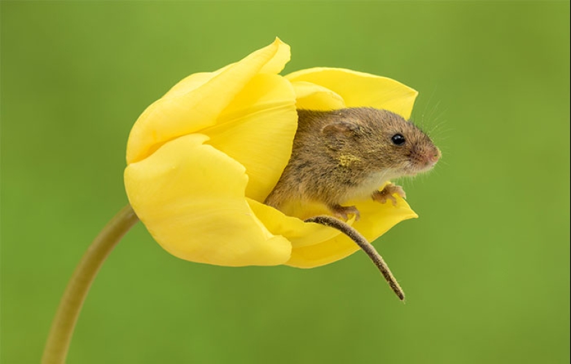 Un fotógrafo tomó una foto de ratones bebé escondidos en tulipanes, y no podemos dejar de mirarlos