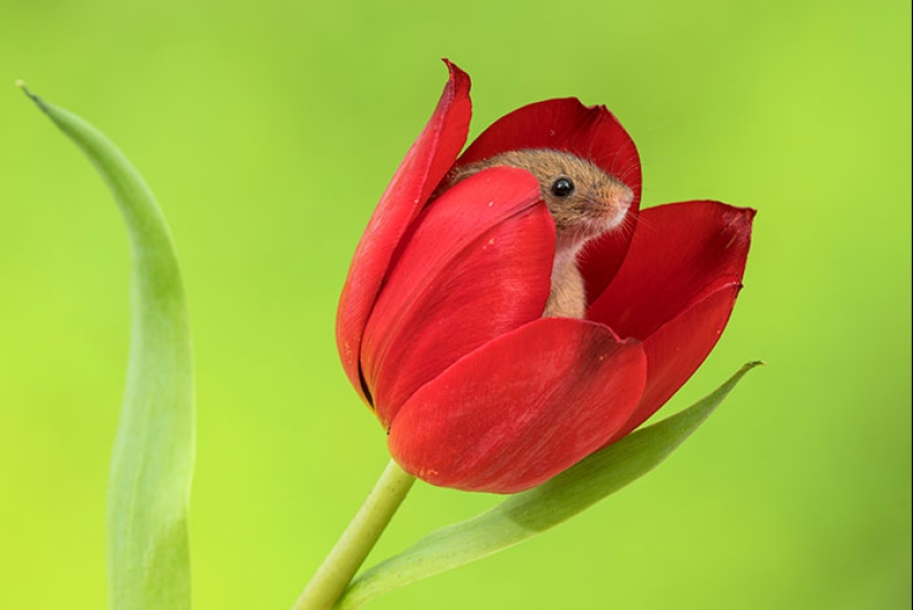 Un fotógrafo tomó una foto de ratones bebé escondidos en tulipanes, y no podemos dejar de mirarlos