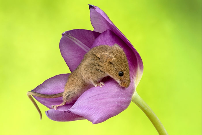 Un fotógrafo tomó una foto de ratones bebé escondidos en tulipanes, y no podemos dejar de mirarlos