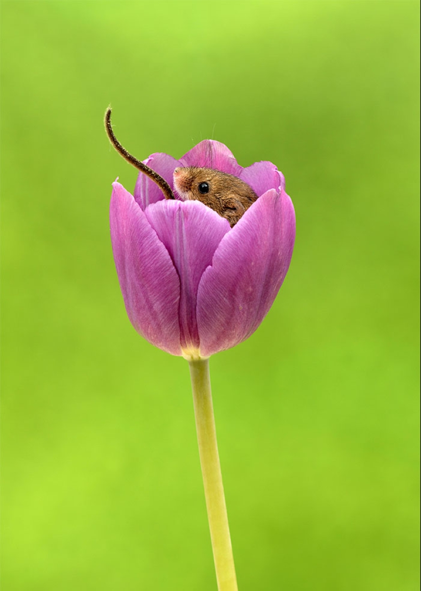 Un fotógrafo tomó una foto de ratones bebé escondidos en tulipanes, y no podemos dejar de mirarlos